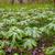 Podophyllum peltatum