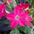 Star shaped flowers