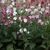 clusters of white, pink, or dark pink flowers.