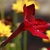 Tubular flowers with star shaped petals on the front side.