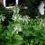 Nicotiana sylvestris