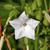 Nicotiana sylvestris