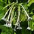 Nicotiana sylvestris