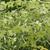 Nicotiana-x-sanderae-Perfume-Lime