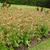 Nicotiana 'Baby Bella Antique Red' mass planting