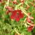 Nicotiana alata 'Baby Bella Antique Red'