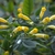 Yellow tubular flowers with narrow mouth. Glaucous foliage.