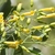 Yellow tubular flowers with narrow mouth. Glaucous foliage.