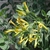 Yellow tubular flowers with narrow mouth. Glaucous foliage.