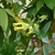 Yellow tubular flowers with narrow mouth. Glaucous foliage.