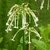 Nicotiana sylvestris flowers