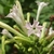 Pale pink tubular flowers