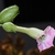 Close up of pink flower.
