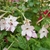 Pale pink tubular flowers