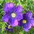 Nierembergia hippomanica