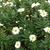 White-with-yellow eye daisy flowers