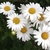 White-with-yellow eye daisy flowers