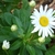 White-with-yellow eye daisy flowers