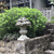 Nipponanthemum nipponicum