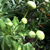 Nipponanthemum nipponicum