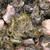 Nostoc spp.
