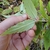 Underside of leaf