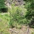 Form