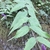 Leaves and stem