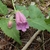 Serrated leaves, flower and bud