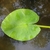 Green leathery floating leaf