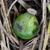 Green capsule forming in fall