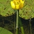 Yellow flower abover the water