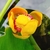 Close up of the yellow flower