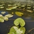 Growing in water