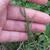Leaves and stems
