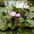 'Bagdad' Bluish fowers and mottled leaves
