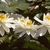 'Missouri' White flowers with yellow centers in a pond