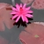 'Red Flare' Red flower and reddish round leaves