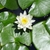 N. odorata white flower and green leaves