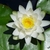 N. odorata white flower close up