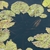 'Albert Greenberg' Mottled rounded leaves in water