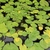 'Antares' Large green rounded leaves in a pond