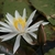 Flower of N. 'Arc-en-ciel'