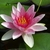 Pink flower of 'Attraction