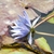 "Blue Beauty' Blue flower lay on its side