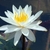 'Charlene Strawn' flower close up