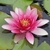 Close up of pink-red flower of 'Charles de 'Meurville'