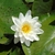 White flower of N. alba
