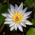 'Daubeniana' Close up of light blue flower