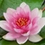 Pink flower detail